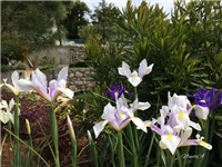 ab0d7474-20170506 Ri Irisi mix.jpg